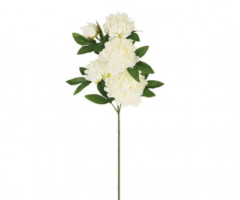 PEONIE BIANCHE h900 (Quant....