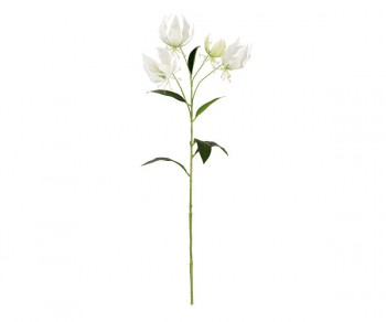 GLORIOSA BIANCA 900 (Quant....