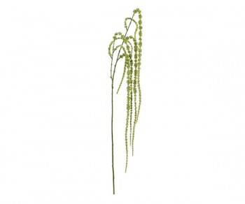 RAMO AMARANTHUS CAUDATUS...