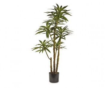 DIEFFENBACHIA C/VASO h1250...