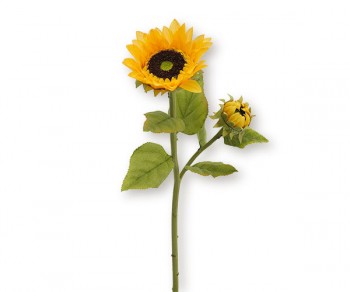 GIRASOLE  H.760  (Min. 12)