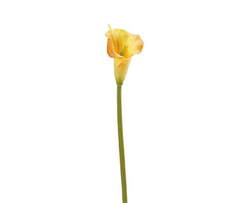 CALLA GIALLA H.700 (24)