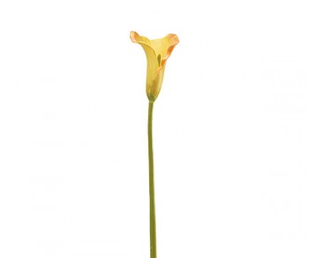 CALLA GIALLA H.900 (12)