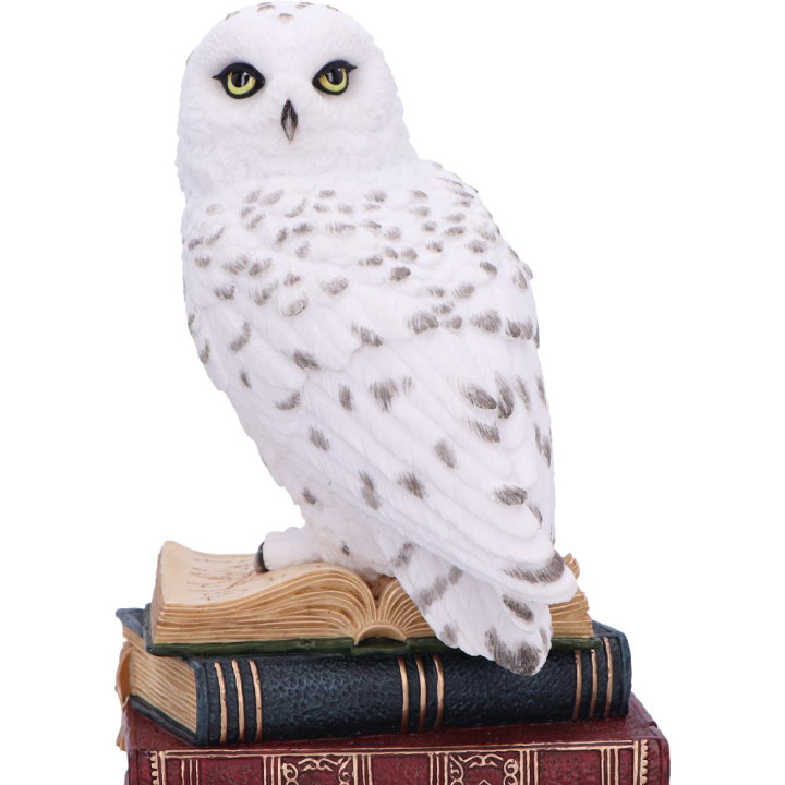 Library of Wisdom 17cm