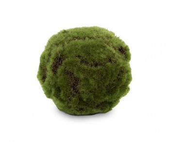 SFERA MUSCHIO DI CASTAGNO...