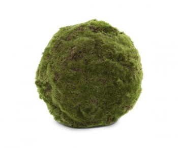 SFERA MUSCHIO DI CASTAGNO...