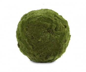 SFERA MUSCHIO DI CASTAGNO...