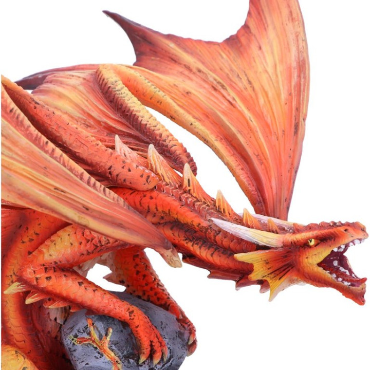 Adult Fire Dragon (AS) 24
