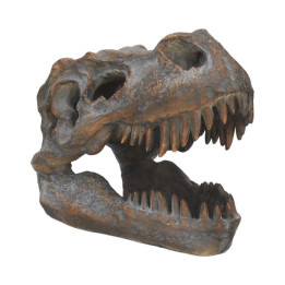 Tyrannosaurus Rex Skull F