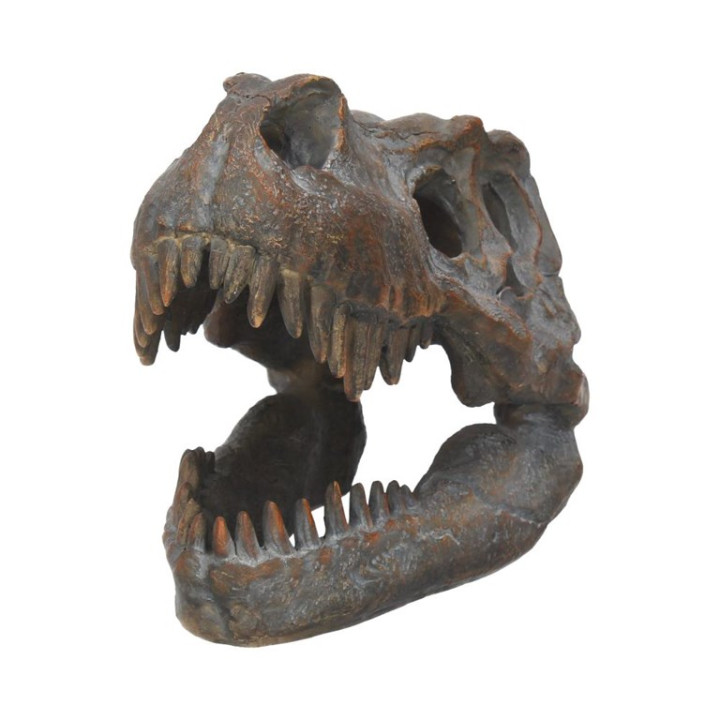 Tyrannosaurus Rex Skull F