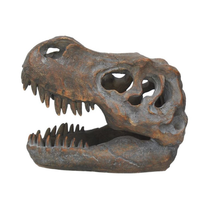 Tyrannosaurus Rex Skull F