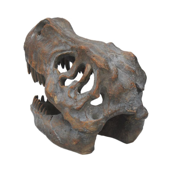 Tyrannosaurus Rex Skull F