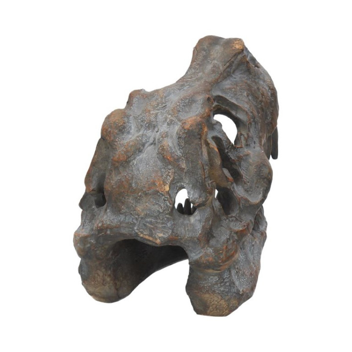 Tyrannosaurus Rex Skull F