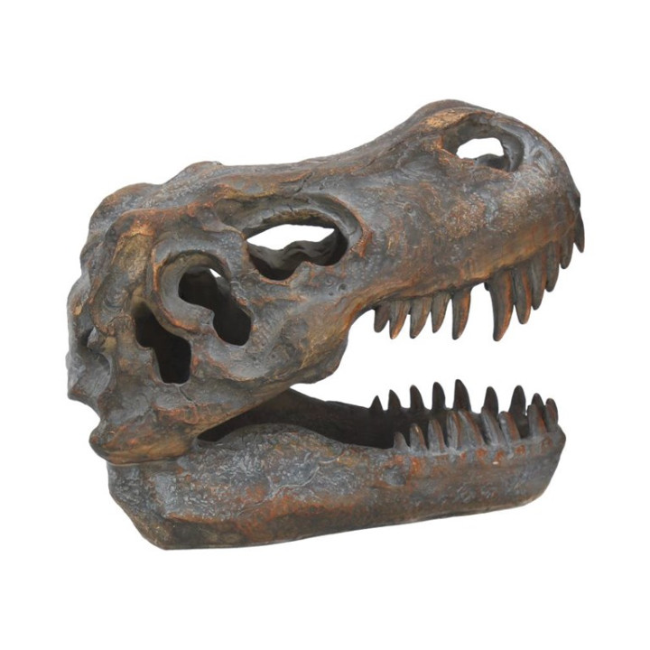 Tyrannosaurus Rex Skull F