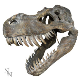 Tyrannosaurus Rex Skull L