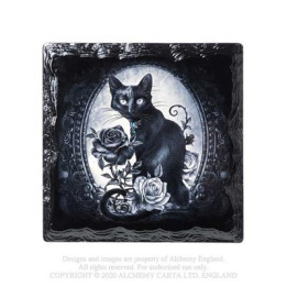Paracelsus - Cat Roses